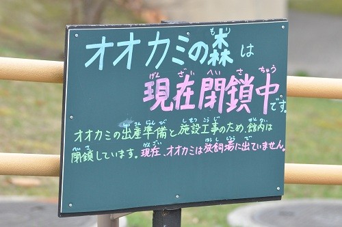 4月29日 旭山動物園 シンリンオオカミ・・・閉鎖中