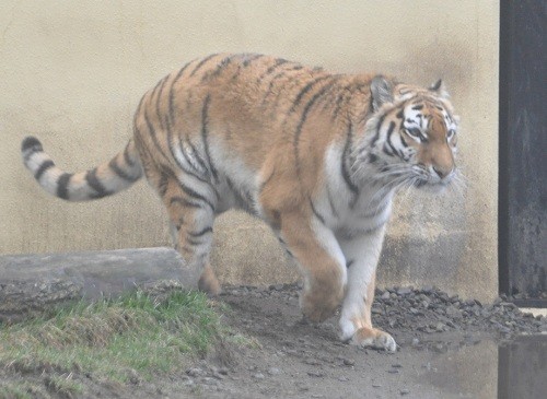 ４月２６日　釧路市動物園　猛獣舎のパクパクタイム