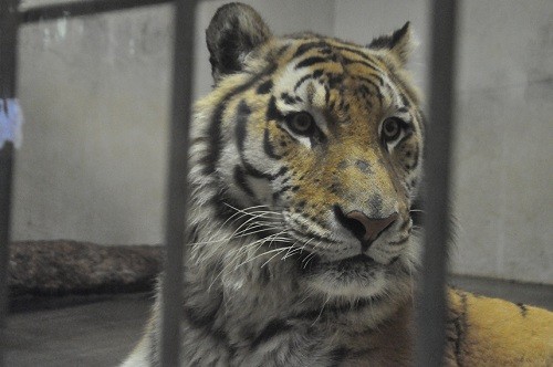 ４月２６日　釧路市動物園　アムールトラ　リング