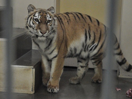 ４月２６日　釧路市動物園　猛獣舎により道