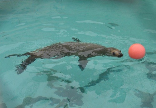 ４月２６日　釧路市動物園　オタリア