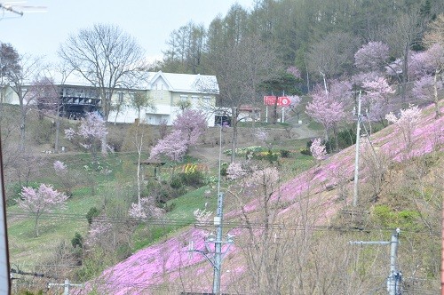 5月6日 滝上町 滝上公園 桜が満開でした・・・その1