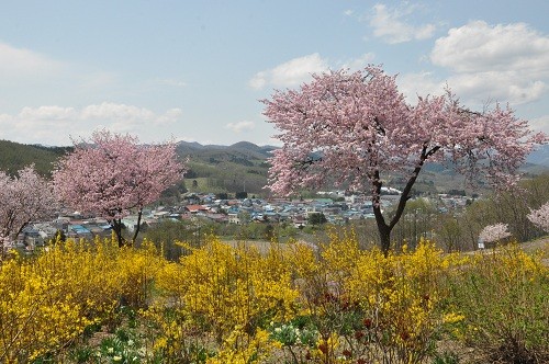 5月6日 滝上町 滝上公園 桜が満開でした・・・その2