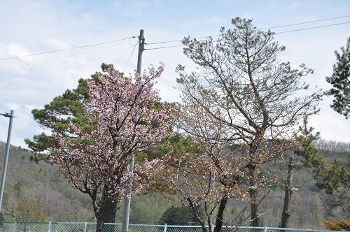 5月6日 滝上町内の桜・・・国道沿い編