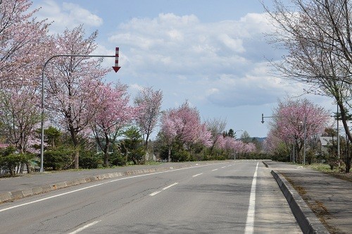 5月6日 滝上町 濁川地区と渓谷遊歩道の桜