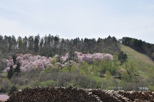 ５月６日　滝上町　濁川公園の桜満開でした！！