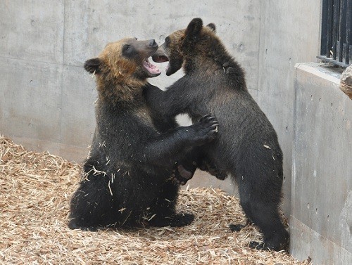 ４月２９日　旭山動物園　エゾヒグマ　大と雪