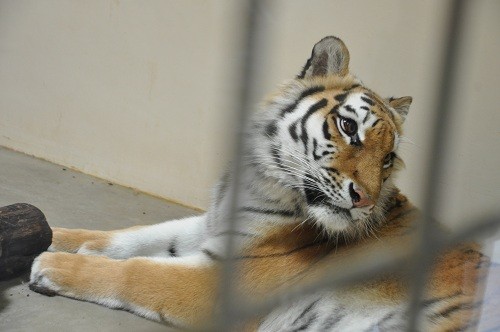 ５月２０日　釧路市動物園　アムールトラ　ココア　４歳のお誕生日会