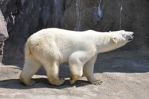 5月22日 旭山動物園 ホッキョクグマ イワンとピリカ1