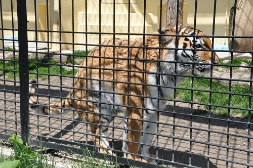 ５月２０日　釧路市動物園　猛獣舎の仲間たち