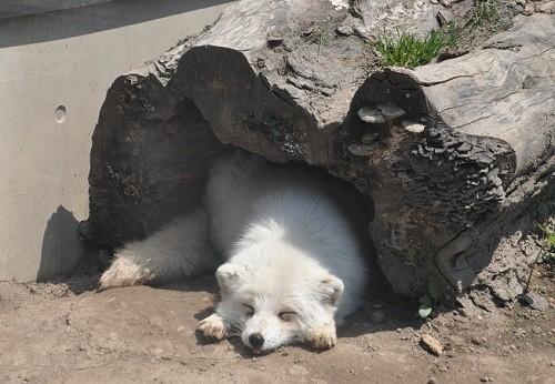 訃報・・・旭山動物園　ホッキョクギツネ