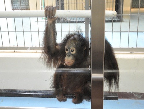 ５月２０日　釧路市動物園　オランウータン　ひな