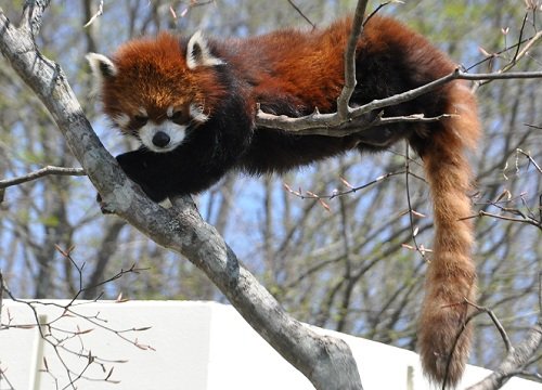 ５月２０日　釧路市動物園　レッサーパンダ