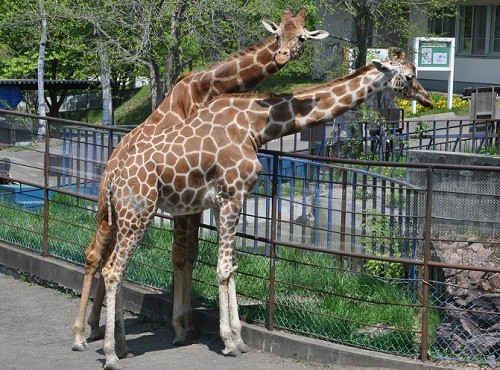 ５月２２日　旭山動物園　アミメキリン