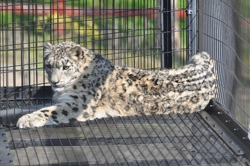 ５月２２日　旭山動物園　ユキヒョウ　ジーマ