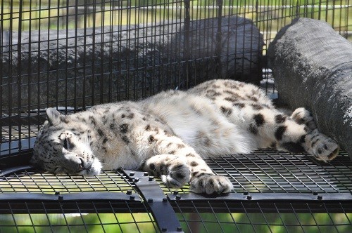 ６月２日　旭山動物園　ユキヒョウ　ヤマト