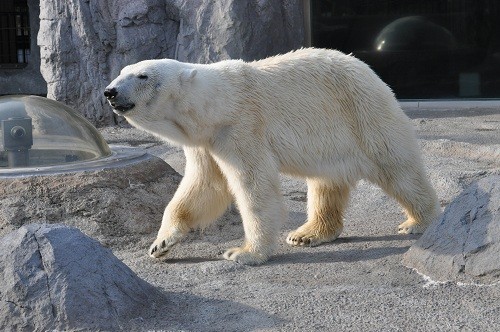 5月22日 旭山動物園 ホッキョクグマ 外に出てこないルル