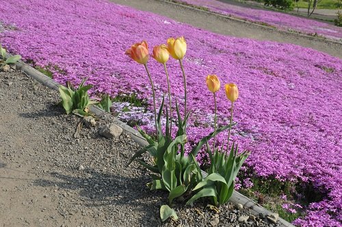 ６月４日　滝上町　今日の滝上公園