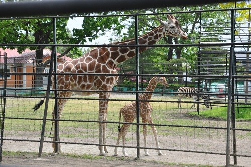 ６月７日　おびひろ動物園　アミメキリン１