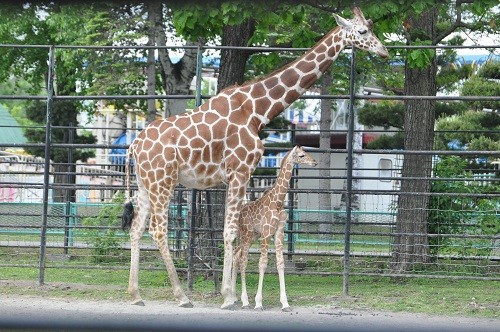 ６月７日　おびひろ動物園　アミメキリン２