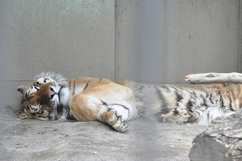 ６月７日　おびひろ動物園　アムールトラ　タツオ１