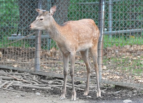 ６月７日　おびひろ動物園　エゾシカの赤ちゃんたち