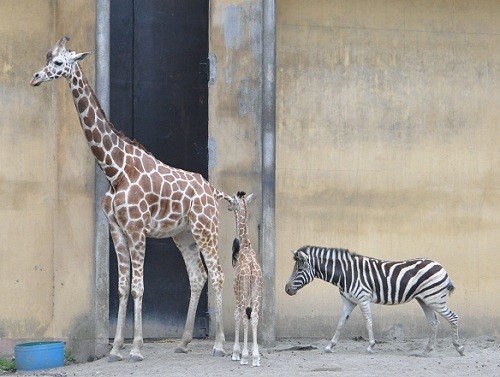 ６月７日　おびひろ動物園　キリン親子とシマウマ