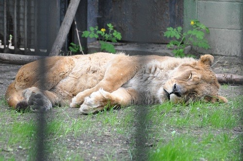６月７日　おびひろ動物園　ライオン　エルザ