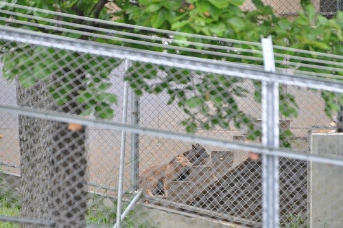 6月17日 旭山動物園 裏マスにいるシンリンオオカミ達