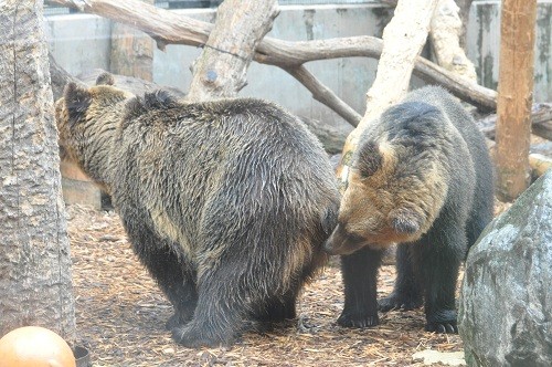 旭山動物園　エゾヒグマのとんこ親子が別居になるそうです