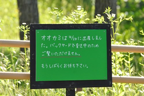 6月26日 旭山動物園 シンリンオオカミ1