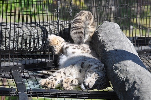 ６月２６日　旭山動物園　ユキヒョウ