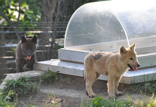 6月26日 旭山動物園 シンリンオオカミ3