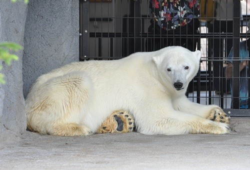 7月1日 旭山動物園 ホッキョクグマ ピリカ