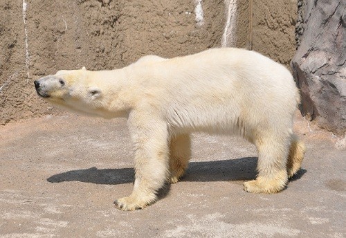 7月1日 旭山動物園 ホッキョクグマ サツキ