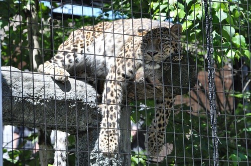 7月15日 旭山動物園 もうじゅう館 ネコ科猛獣達