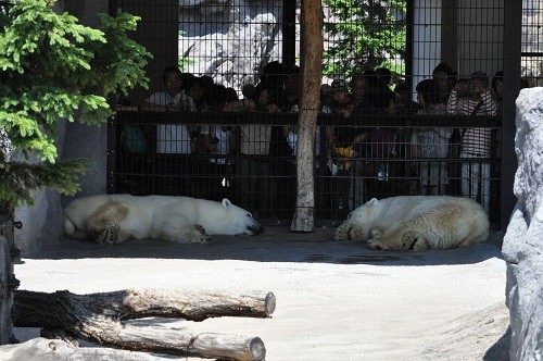 7月15日 旭山動物園 ホッキョクグマ ルルとピリカ