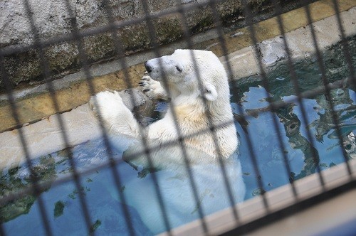 7月15日 旭山動物園 ホッキョクグマ サツキ