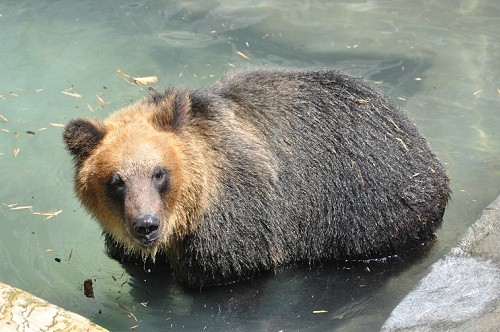 エゾヒグマの「大(ダイ)」が円山動物園へ移動しました。