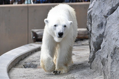 7月15日 旭山動物園 ホッキョクグマ ルルとピリカ2