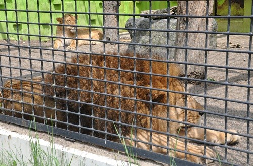 ７月２２日　釧路市動物園　ライオン　アキラとゆうき