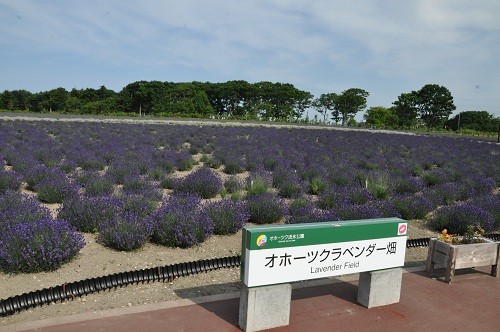 ７月２４日　昨日のオホーツク流氷公園のラベンダー畑