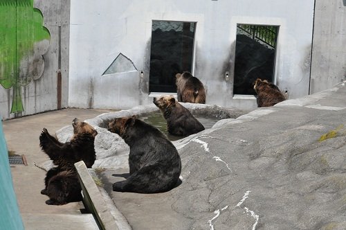 ７月２２日　釧路市動物園　エゾヒグマ