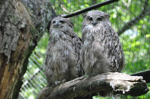 ７月２２日　釧路市動物園　シマフクロウ　クックとロックの両親