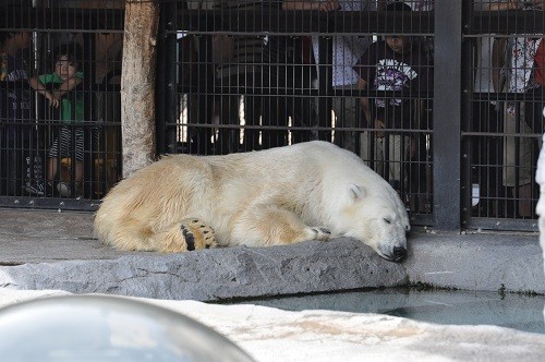 7月29日 旭山動物園 ホッキョクグマ ルルとピリカ