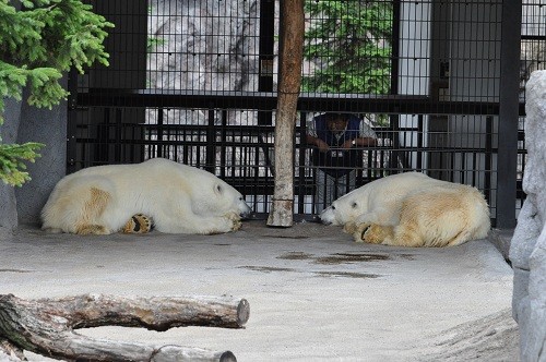8月2日 旭山動物園 ホッキョクグマ ルルとピリカ