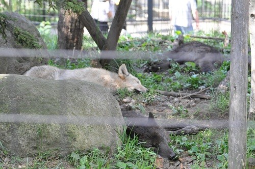 8月25日 旭山動物園 シンリンオオカミ