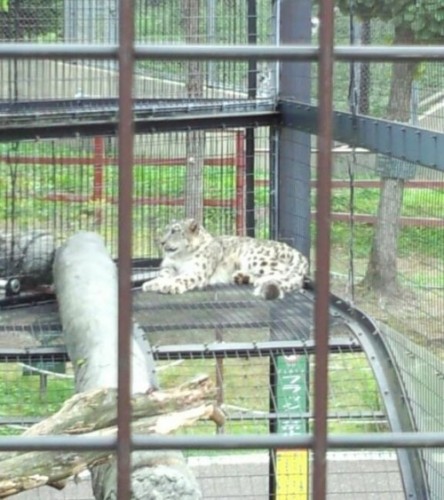 ジーマ、元気です。