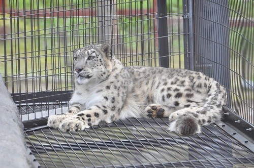 ９月４日　旭山動物園　ユキヒョウ　ジーマ