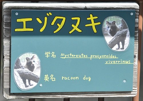 ９月４日　旭山動物園　エゾタヌキ